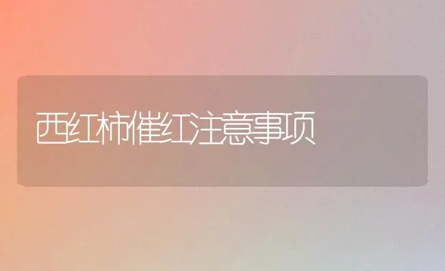 西红柿催红注意事项 | 蔬菜种植