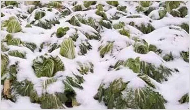 植物防冻剂使用方法及注意事项 | 种植技术