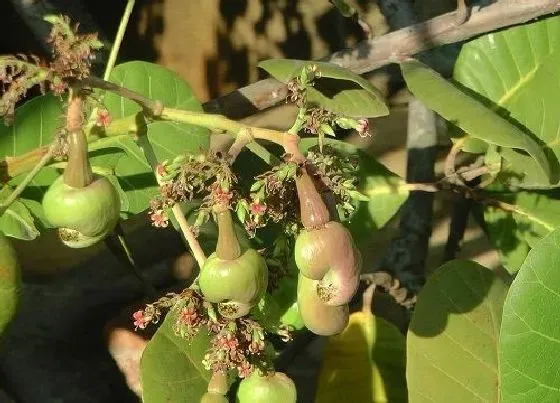 植物百科|腰果从哪里长出来的