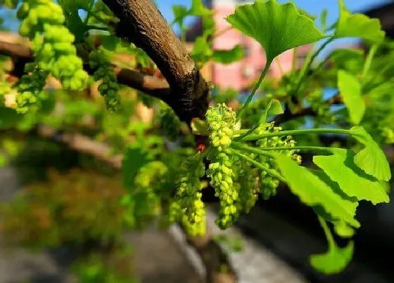 植物百科|银杏开花吗 开花什么样子