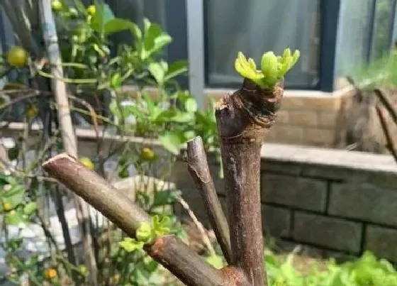 植物百科|无花果树耐阴吗