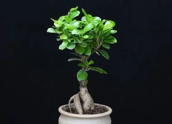 植物百科|人参榕树开花吗 开花什么样子