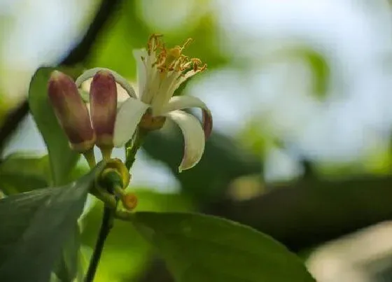 花语|柠檬花的花语是什么寓意 代表对女生的爱情含义