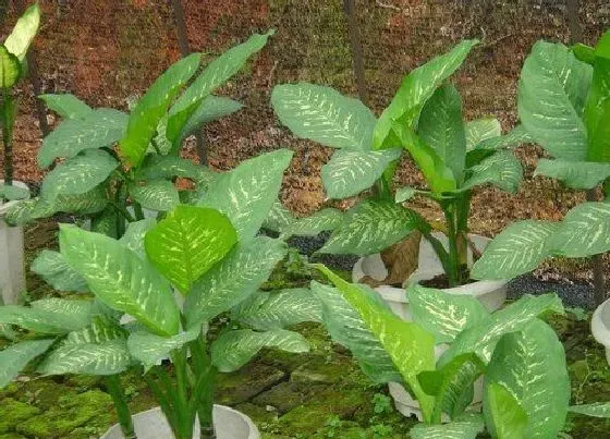 植物排行|万年青哪个品种好