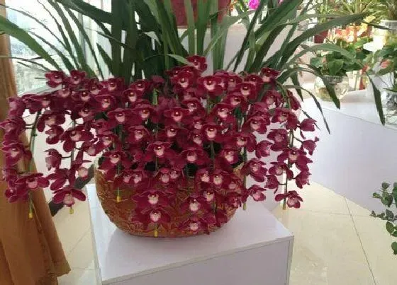 送花|卧室买什么花最好