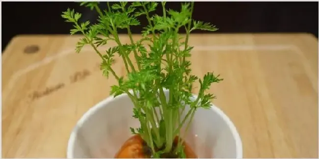 盆栽萝卜怎么种植 | 种植技术