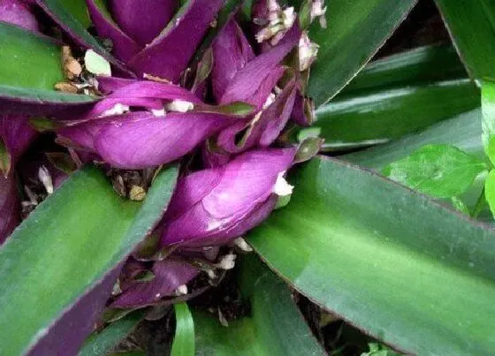植物毒性|紫背元宝花有毒吗 可以放在室内养吗