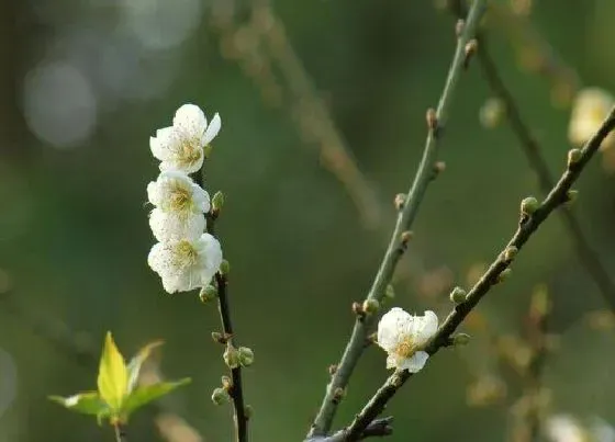 果实成熟|梅子几月份成熟采摘 成熟是什么季节