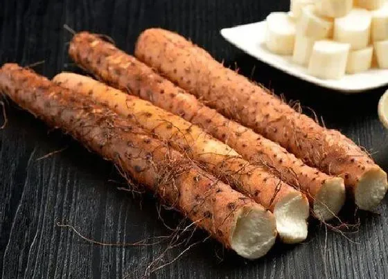 食用须知|狗可以吃山药吗