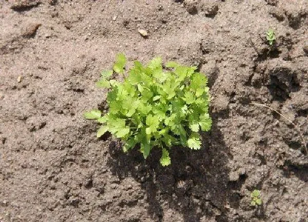 植物浇水|白醋可以浇蔬菜吗