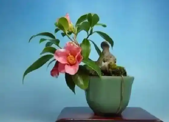 植物寓意|红山茶花的寓意和象征风水