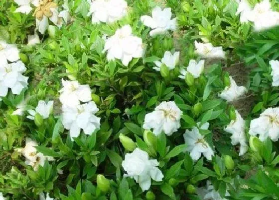 开花时间|栀子花多久能开花