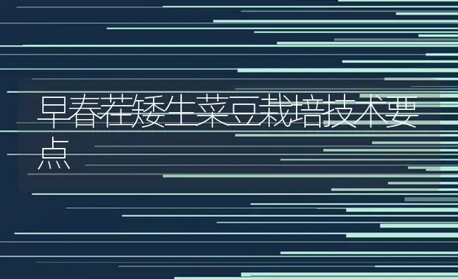 爆裂玉米黄金花 | 粮油作物种植