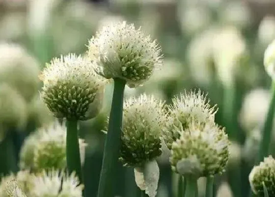 植物百科|洋葱可以开花吗 开花什么样子