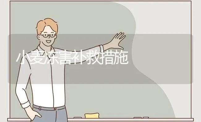 小麦冻害补救措施 | 粮油作物种植