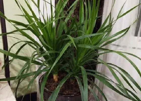 冬天植物|龙须树耐寒最低温度是多少（龙须树怎么越冬）