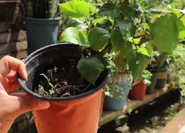 植物移栽|扶桑什么时候换盆好