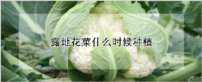 露地花菜什么时候种植 | 种植资料