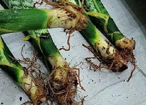 植物排行|除甲醛的植物有哪些