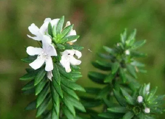 植物百科|迷迭香开花吗 花期是几月份