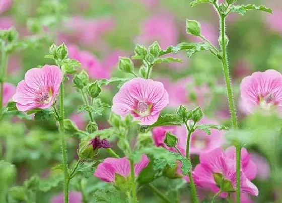 植物百科|满天星是多年生吗