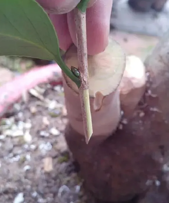 植物嫁接|嫁接要注意什么才能保证成活率，嫁接关键措施及注意事项）