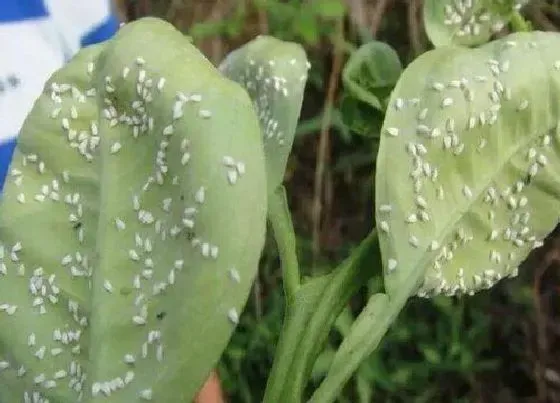 植物虫害|花草长虫子怎么办