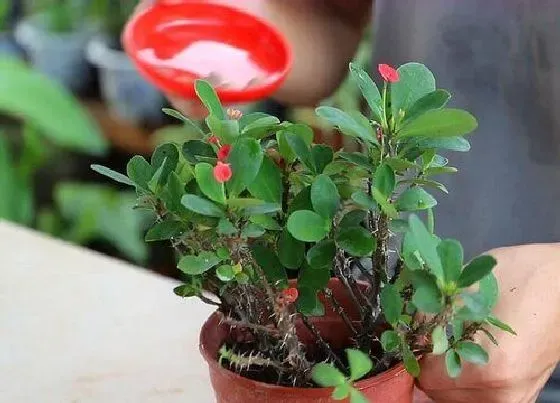 植物施肥|虎刺梅浇什么肥料合适