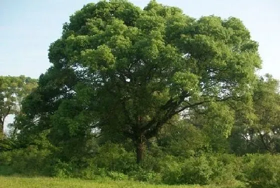 植物寓意|金华的市花是什么花 意义是什么