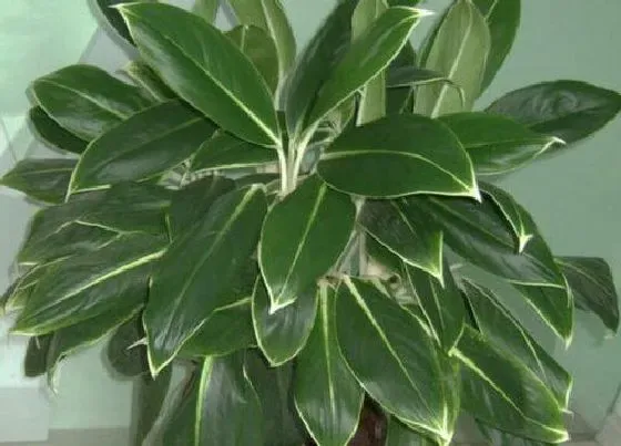 植物排行|万年青哪个品种好