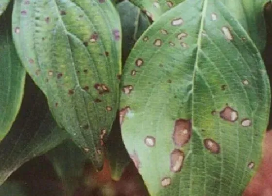 植物病害|黄皮炭疽病的发病原因及治疗方法