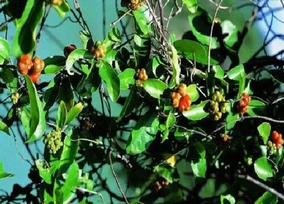 植物产地|巴戟天哪里产的最好