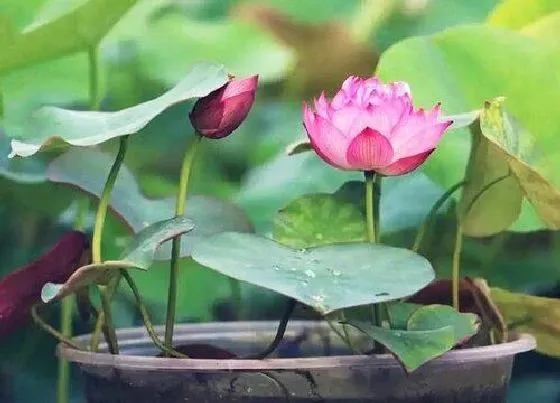 花卉百科|睡莲是哪个国家的国花