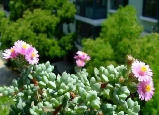 种植土壤|白凤菊配土方法与种植的土壤