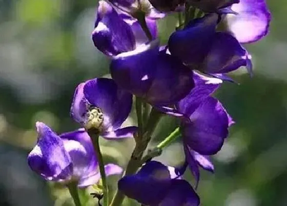 花语|代表妖艳的花