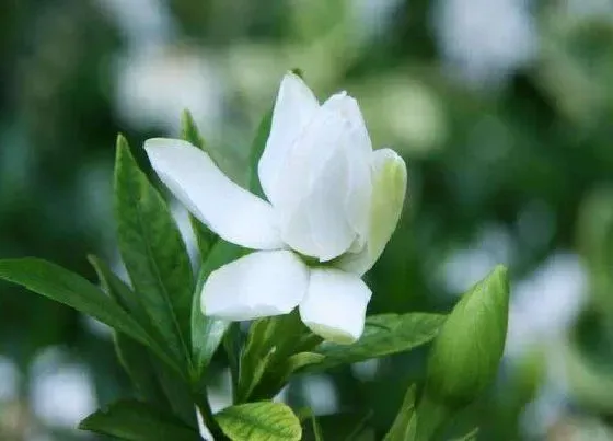 叶子干枯|栀子花叶子干枯怎么办