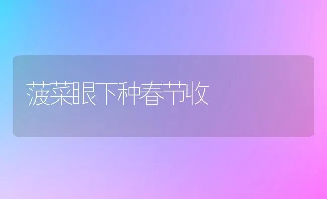 菠菜眼下种春节收 | 蔬菜种植