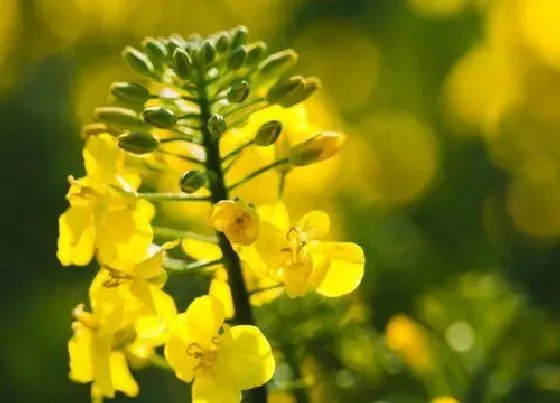 植物百科|油菜又叫什么菜