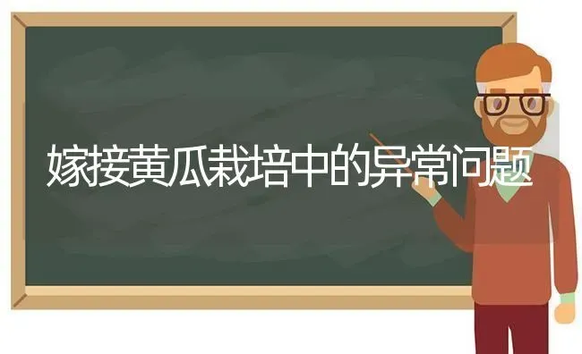 嫁接黄瓜栽培中的异常问题 | 蔬菜种植