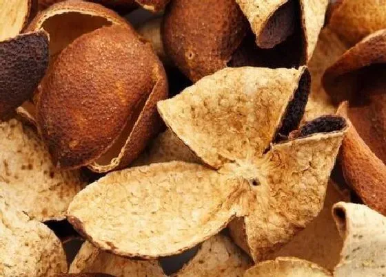 果实保存|陈皮保存方法 储存陈皮最佳方法
