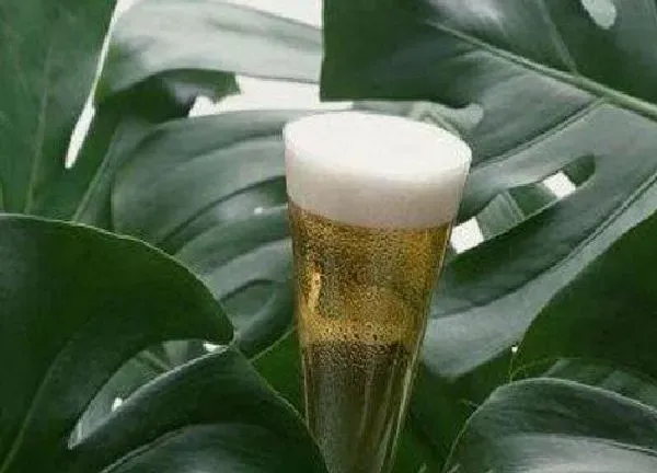 植物浇水|三角梅可以用啤酒浇吗