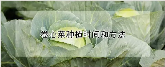 卷心菜种植时间和方法 | 农业技术