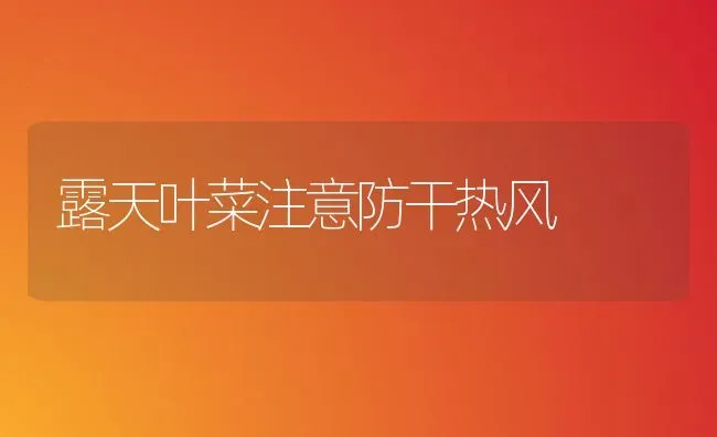 露天叶菜注意防干热风 | 蔬菜种植