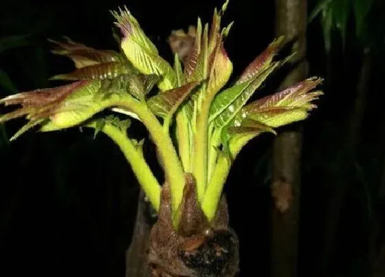 植物百科|香椿树开花吗 开花什么寓意