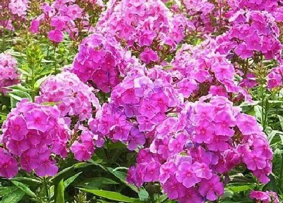 植物百科|丛生福禄考是多年生吗
