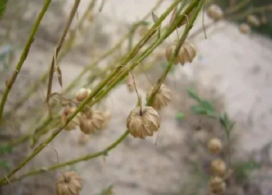 植物排行|人类穿的动植物有哪些