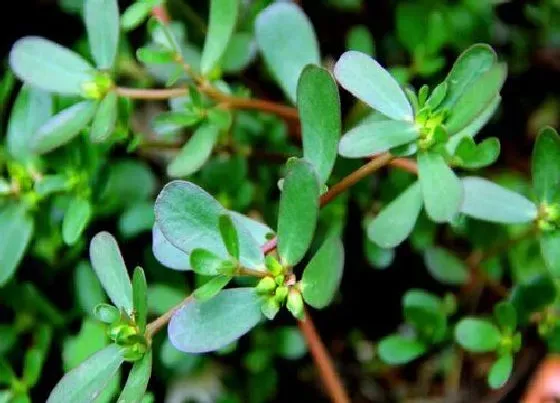 植物百科|长寿草又叫什么名称