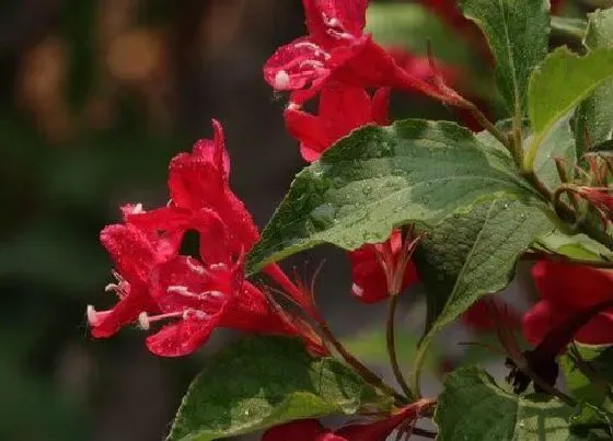 开花时间|红王子锦带一年开几次花 花期有多长时间