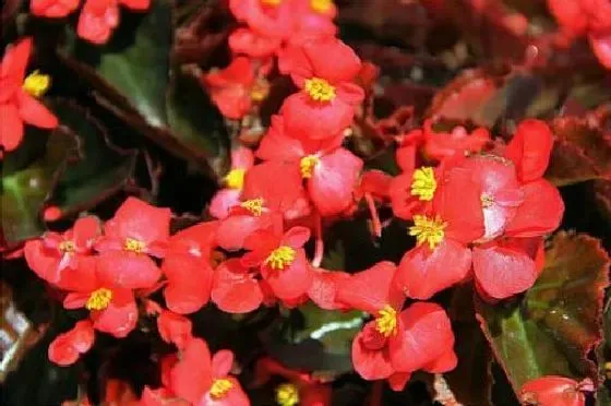 花朵|海棠花气味是什么味道