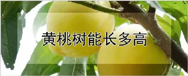 黄桃树能长多高 | 耕种资料